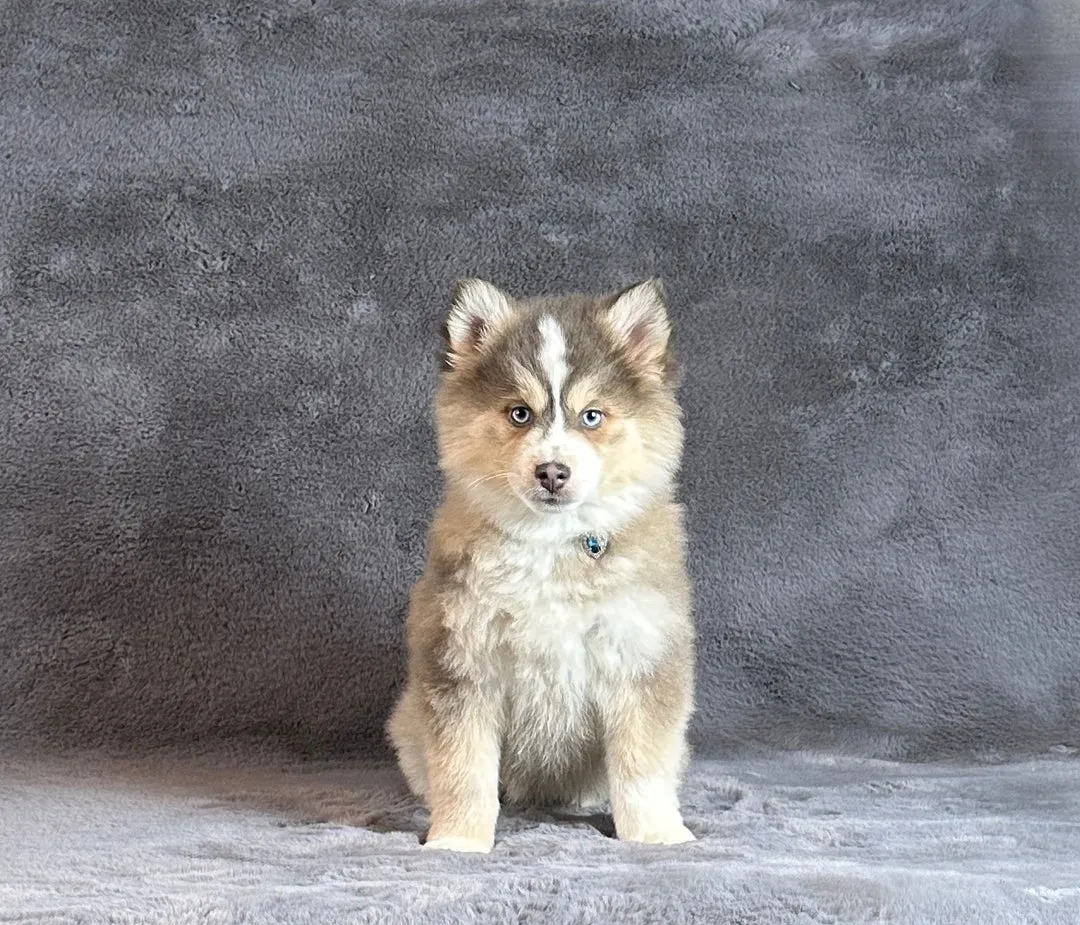 Sibirski haski na prodaju, Kuršumlija (4)