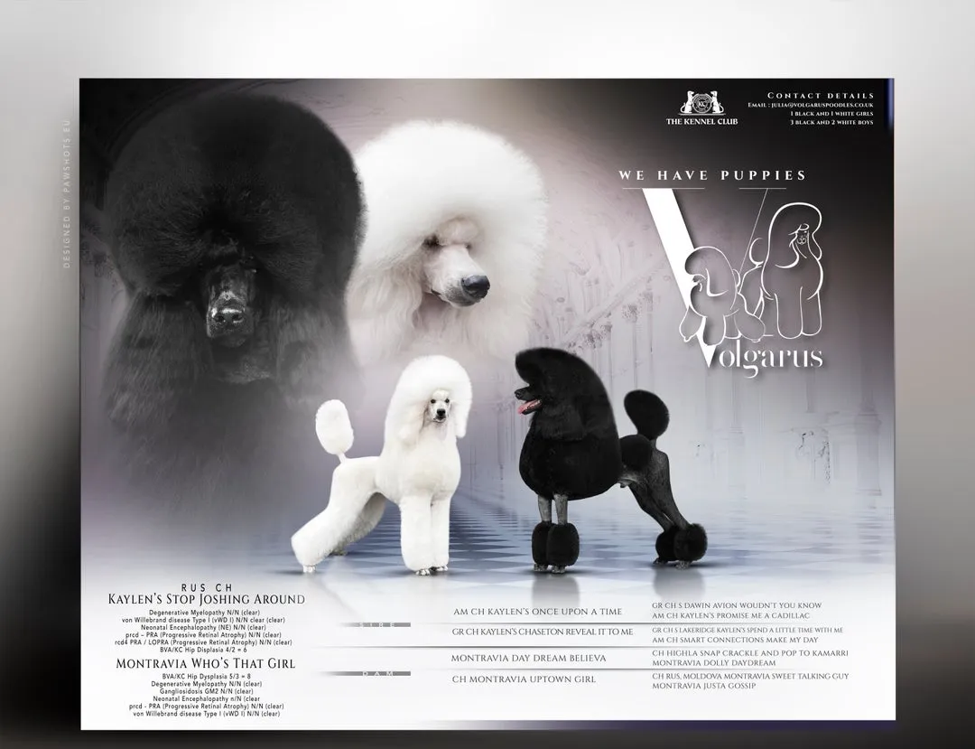 Australijski ovčar na prodaju, Bač