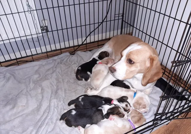 Bigl na prodaju, Bačka Topola