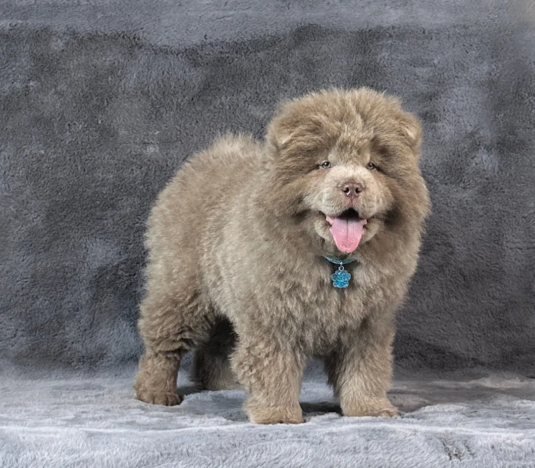 Čau-čau na prodaju, Leskovac