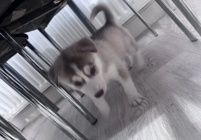 Sibirski haski na prodaju, Babušnica (2)