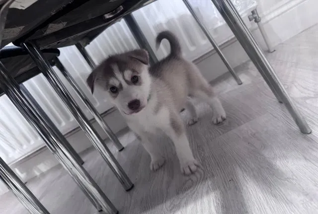 Sibirski haski na prodaju, Babušnica (3)