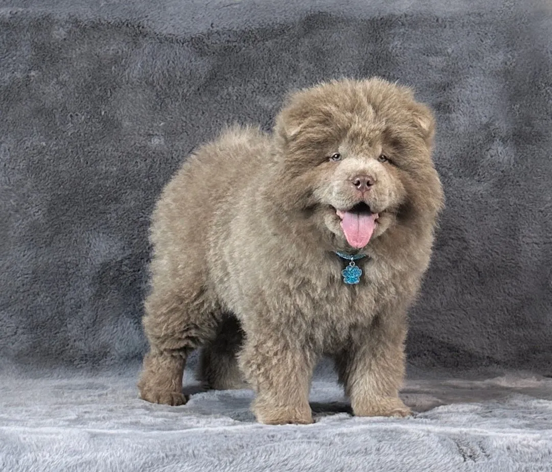 Čau-čau na prodaju, Leskovac (2)