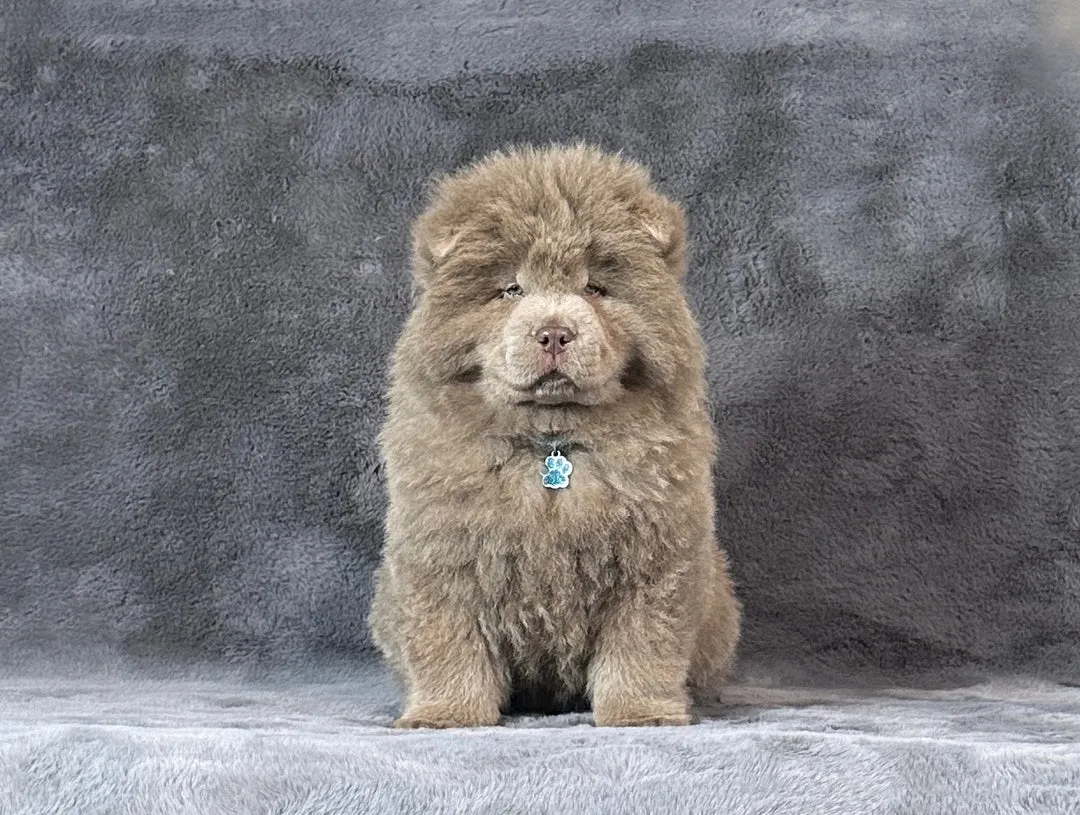 Čau-čau na prodaju, Leskovac (3)