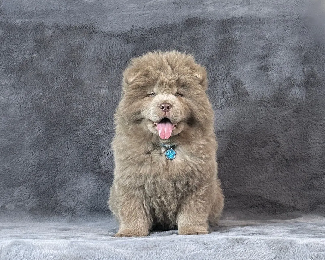 Čau-čau na prodaju, Leskovac (4)