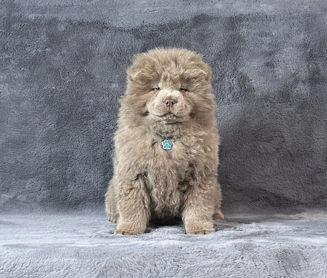 Čau-čau na prodaju, Leskovac (5)