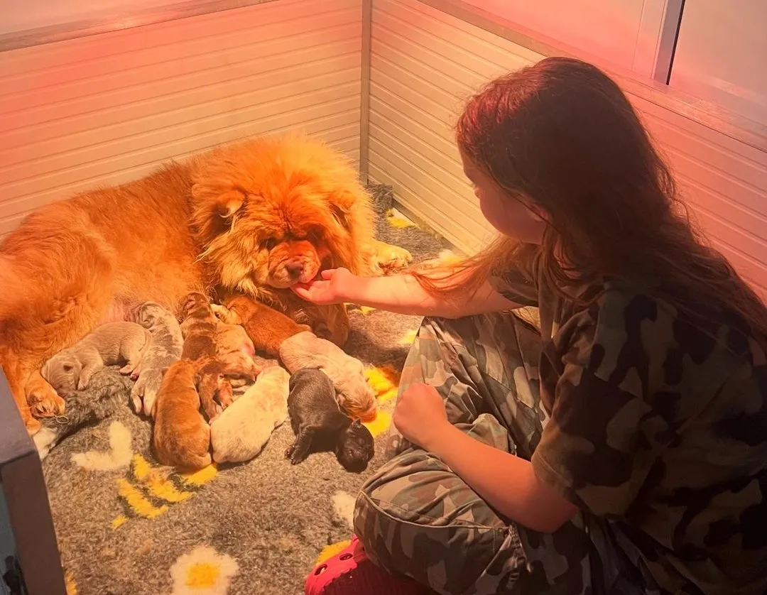 Čau-čau na prodaju, Leskovac (6)