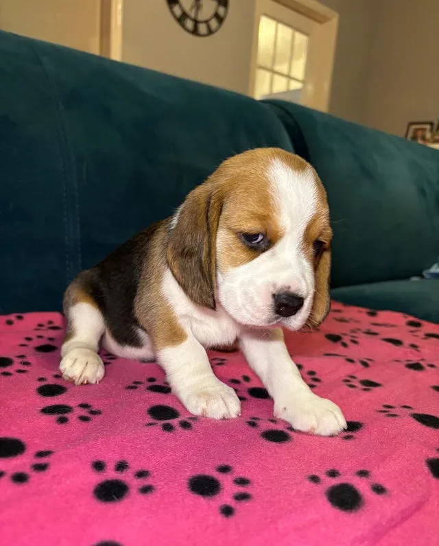 Bigl na prodaju, Bačka Topola (4)