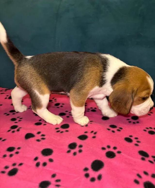 Bigl na prodaju, Bačka Topola (3)