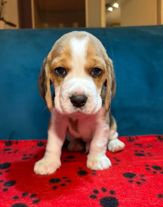 Bigl na prodaju, Bačka Topola (5)