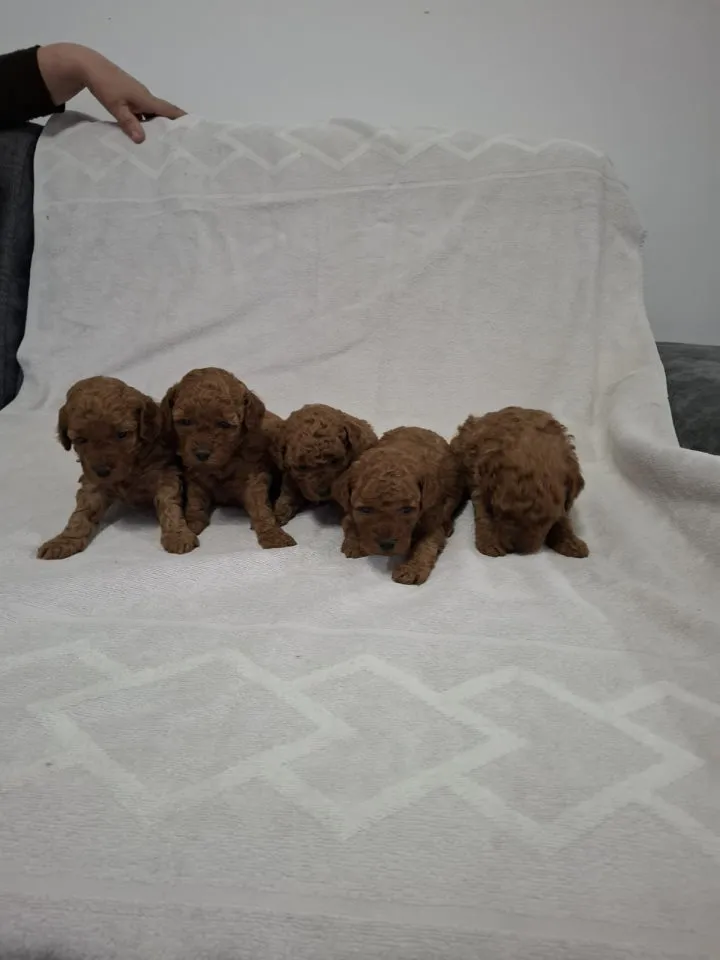 Pudla (patuljasta) na prodaju, Novi Sad