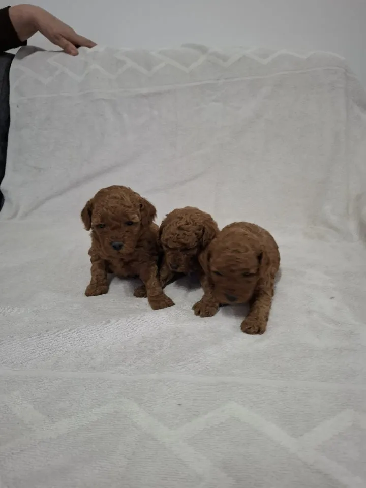 Pudla (patuljasta) na prodaju, Novi Sad (2)