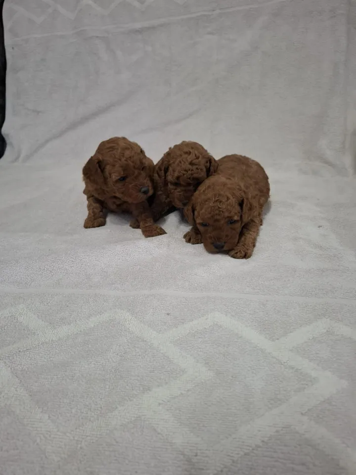 Pudla (patuljasta) na prodaju, Novi Sad (3)