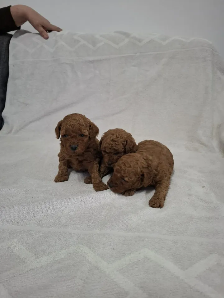 Pudla (patuljasta) na prodaju, Novi Sad (4)