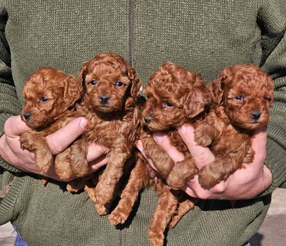 Pudla (patuljasta) na prodaju, Novi Sad