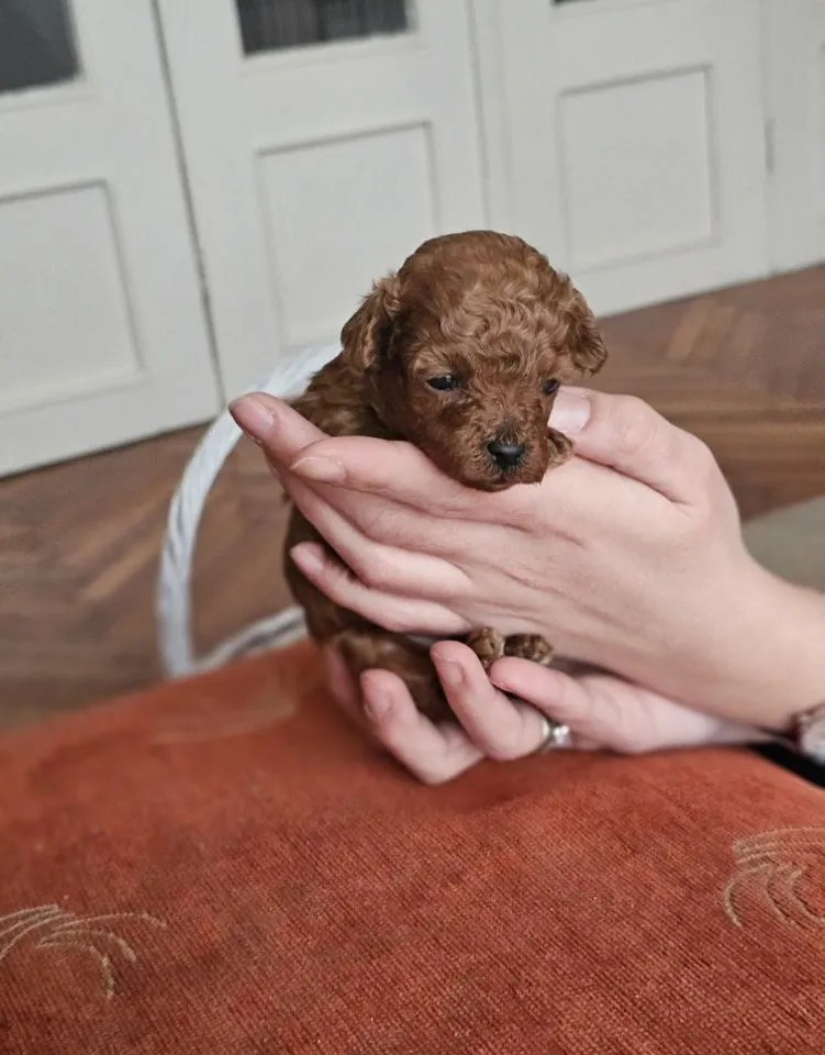 Pudla (patuljasta) na prodaju, Novi Sad (2)