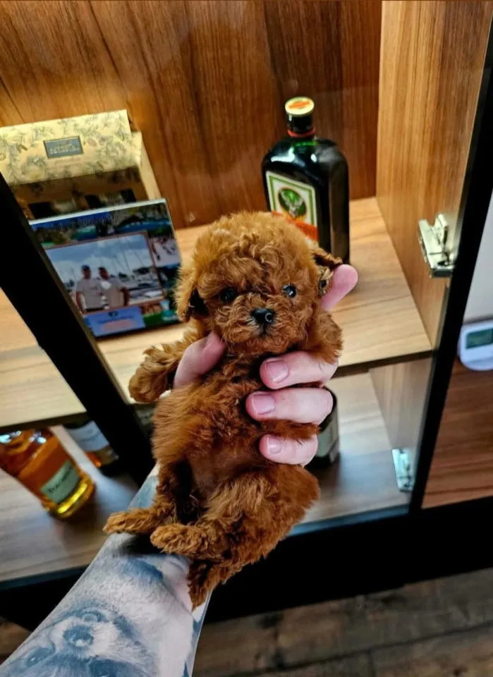 Pudla (patuljasta) na prodaju, Novi Sad (3)