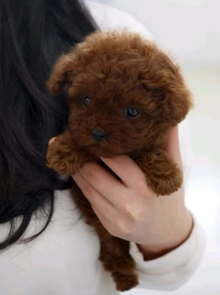 Pudla (patuljasta) na prodaju, Novi Sad (4)