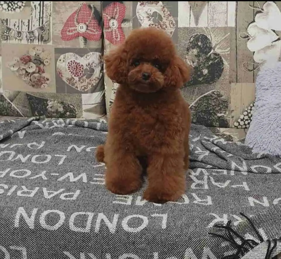 Pudla (patuljasta) na prodaju, Novi Sad (5)