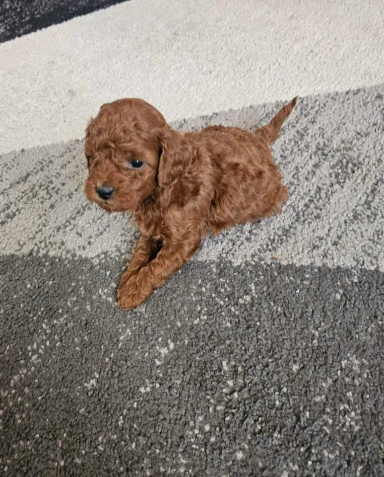 Pudla (patuljasta) na prodaju, Novi Sad (6)