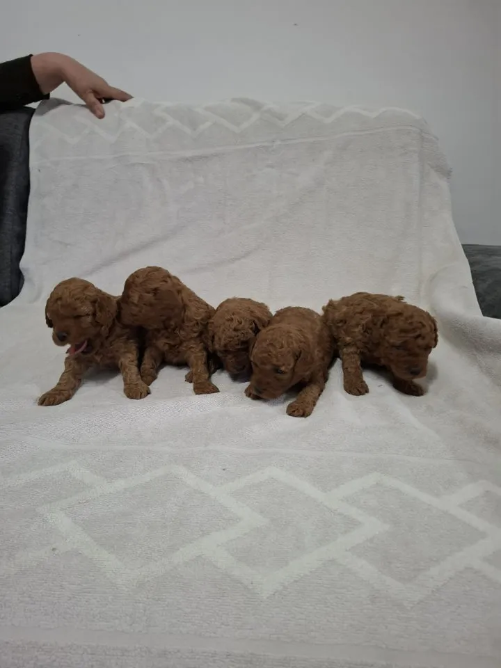 Pudla (patuljasta) na prodaju, Novi Sad (5)