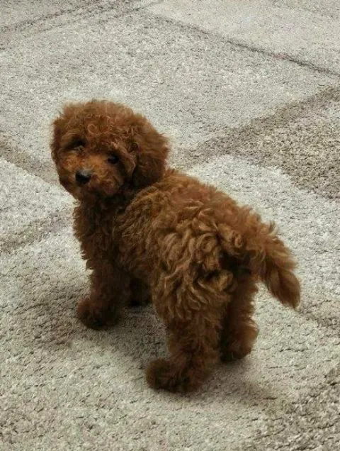 Pudla (patuljasta) na prodaju, Zrenjanin (2)