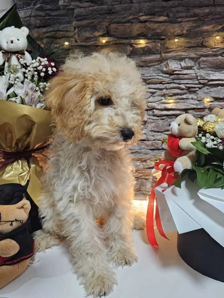 Pudla (patuljasta) na prodaju, Knić