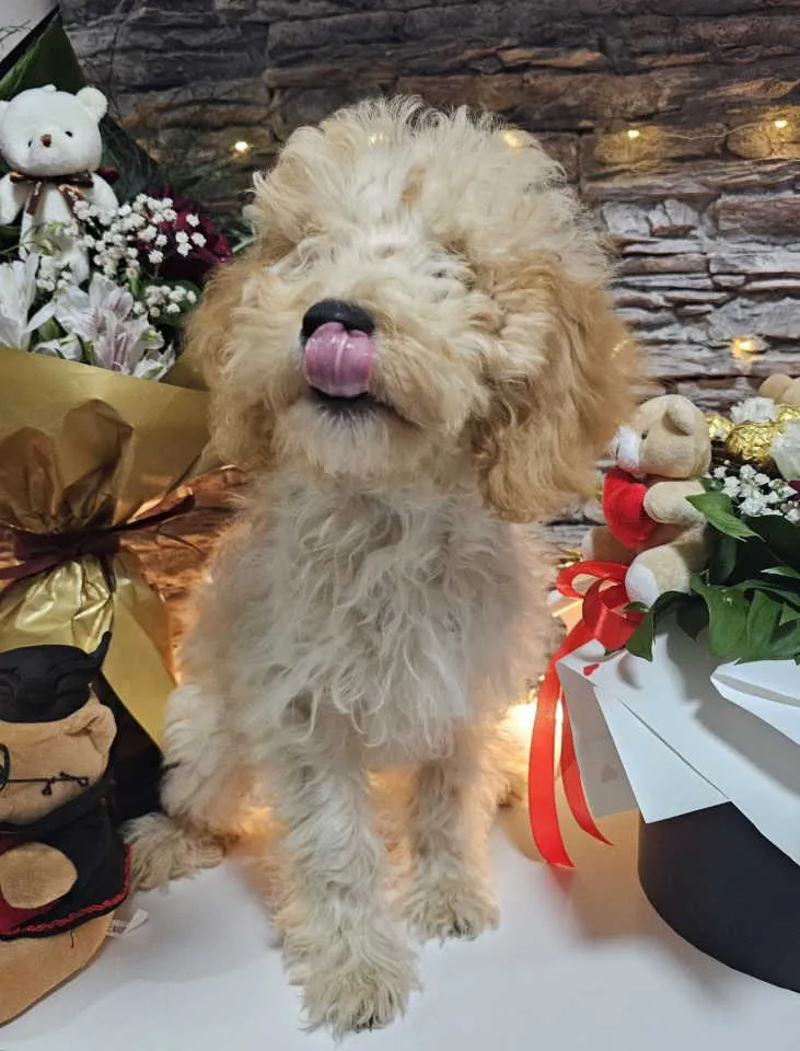 Pudla (patuljasta) na prodaju, Knić (2)