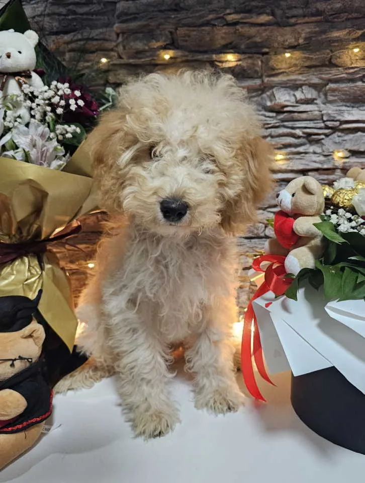 Pudla (patuljasta) na prodaju, Knić (3)