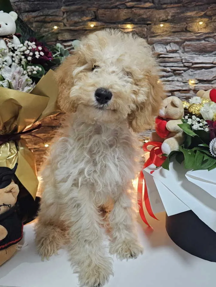 Pudla (patuljasta) na prodaju, Knić (4)