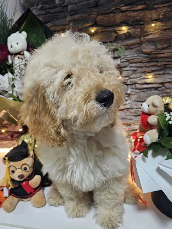 Pudla (patuljasta) na prodaju, Knić (5)