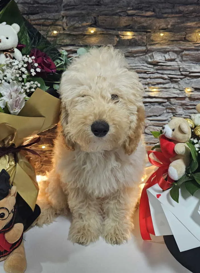 Pudla (patuljasta) na prodaju, Knić (6)