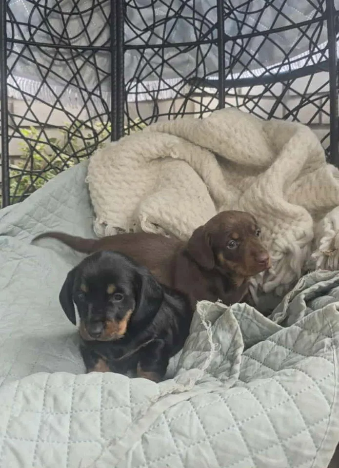 Jazavičar na prodaju, Beograd (2)