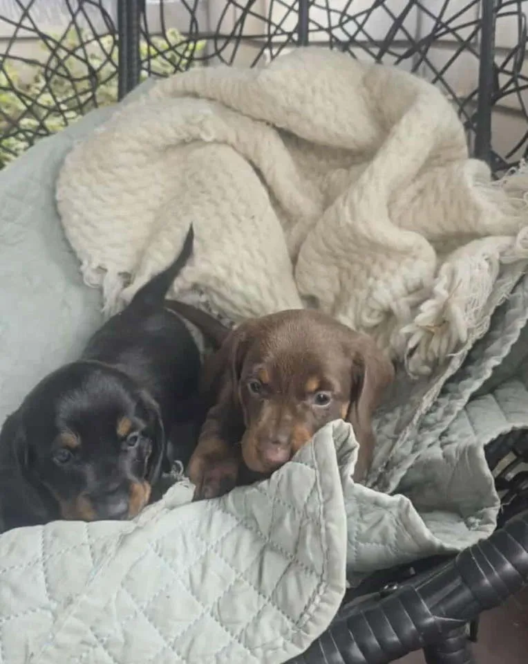 Jazavičar na prodaju, Beograd (3)