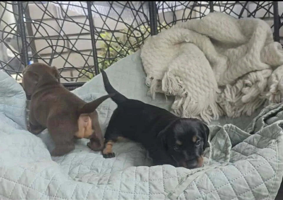 Jazavičar na prodaju, Beograd (4)