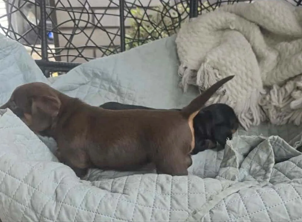 Jazavičar na prodaju, Beograd (5)