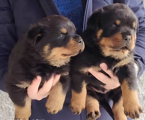 Rotvajler na prodaju, Beograd (2)