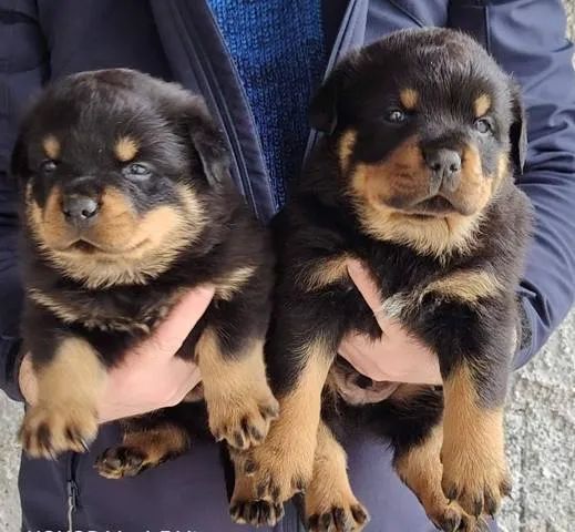 Rotvajler na prodaju, Beograd (3)