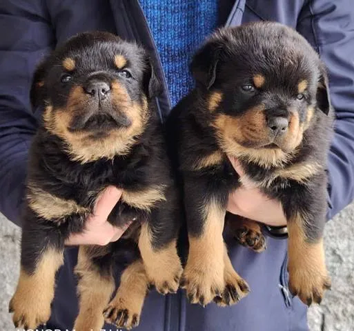 Rotvajler na prodaju, Beograd (4)