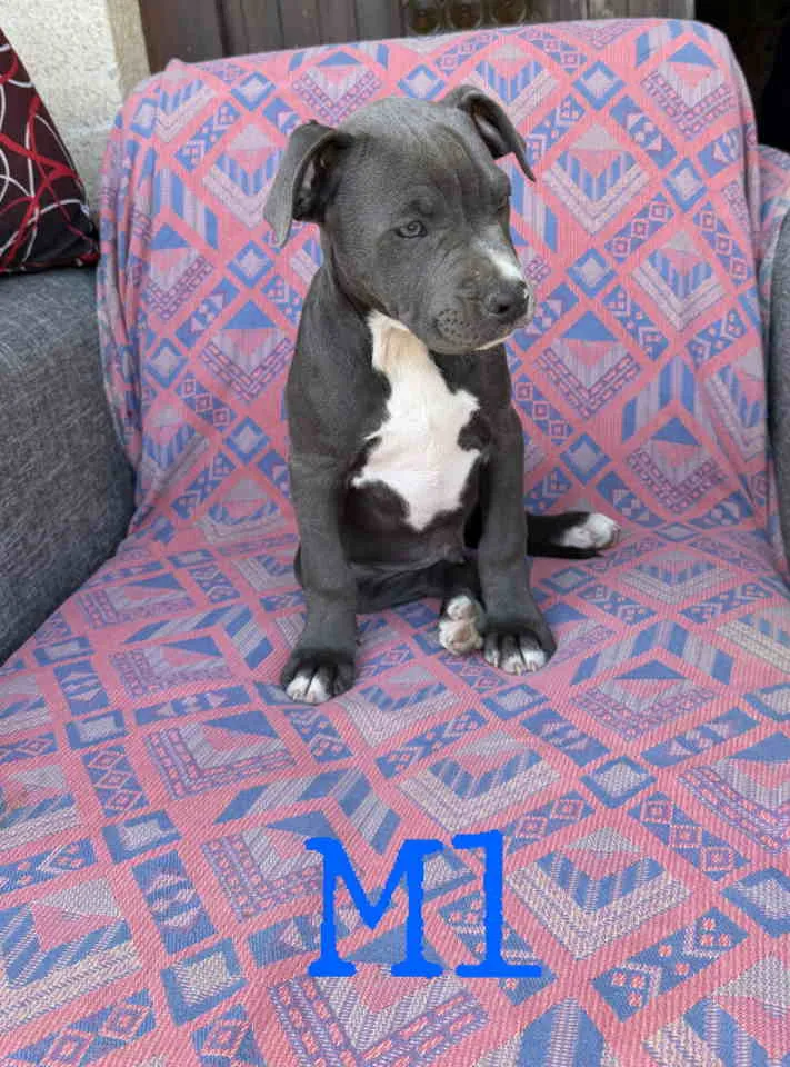 Bul terijer na prodaju, Vrnjačka Banja (2)