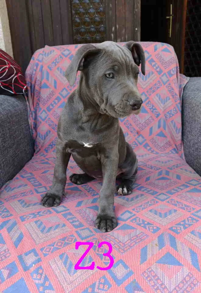 Bul terijer na prodaju, Vrnjačka Banja (3)