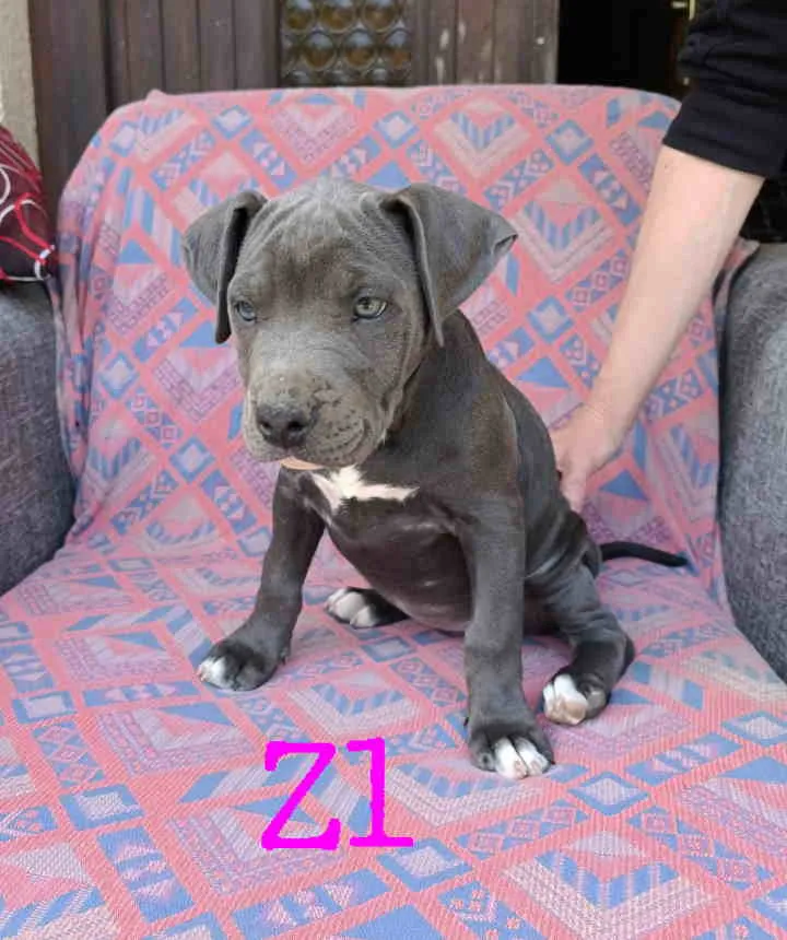 Bul terijer na prodaju, Vrnjačka Banja (4)