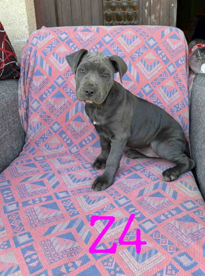 Bul terijer na prodaju, Vrnjačka Banja