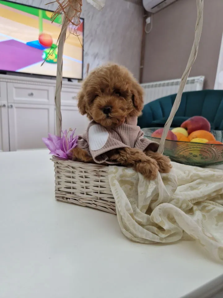 Pudla (patuljasta) na prodaju, Novi Sad