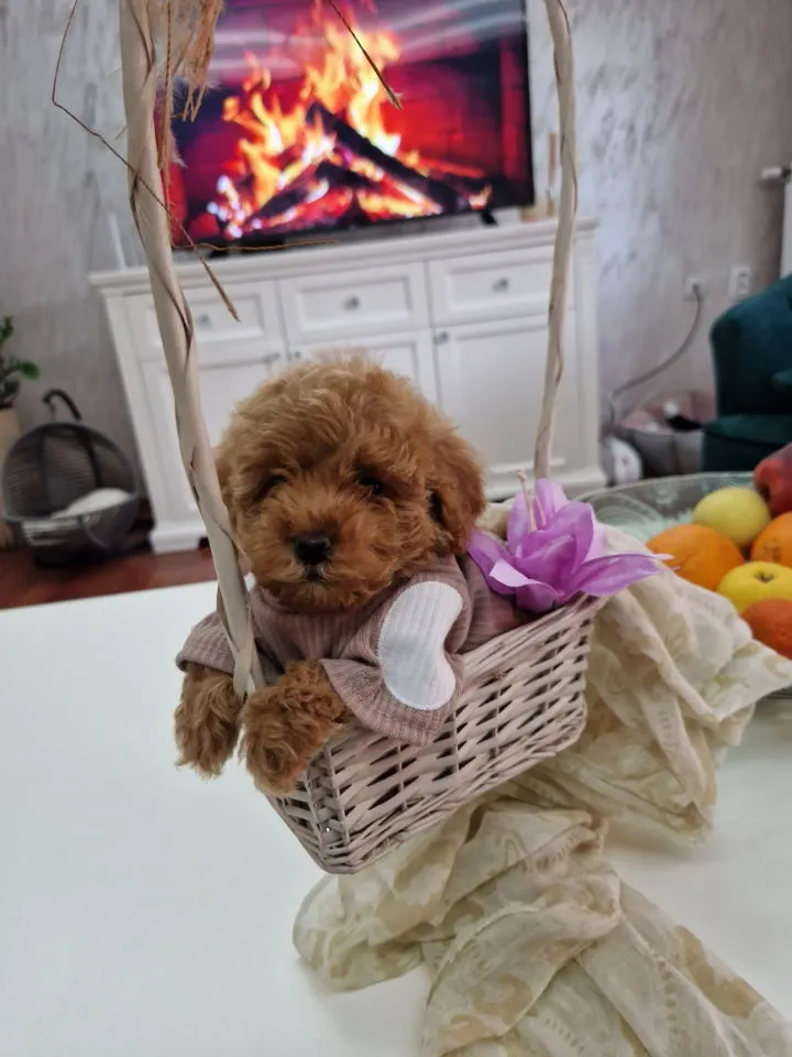 Pudla (patuljasta) na prodaju, Novi Sad (2)