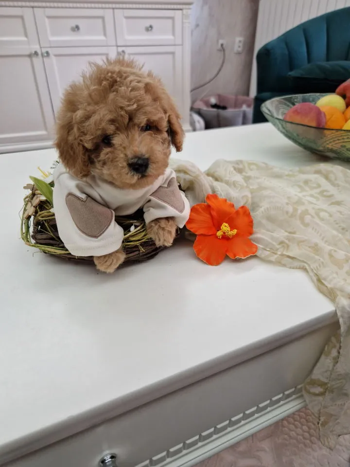 Pudla (patuljasta) na prodaju, Novi Sad (3)