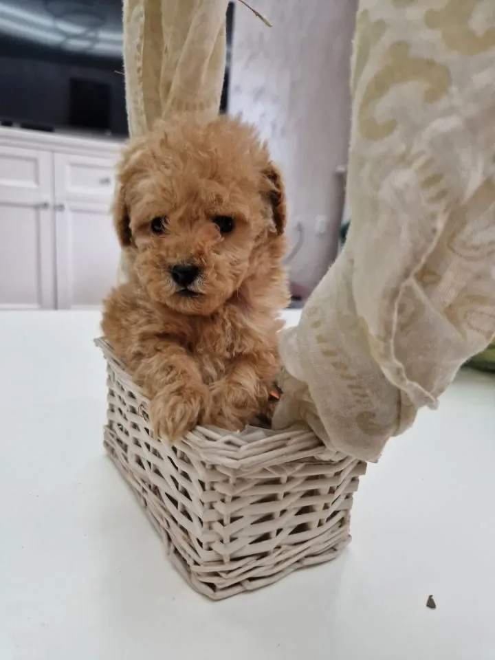 Pudla (patuljasta) na prodaju, Novi Sad (4)