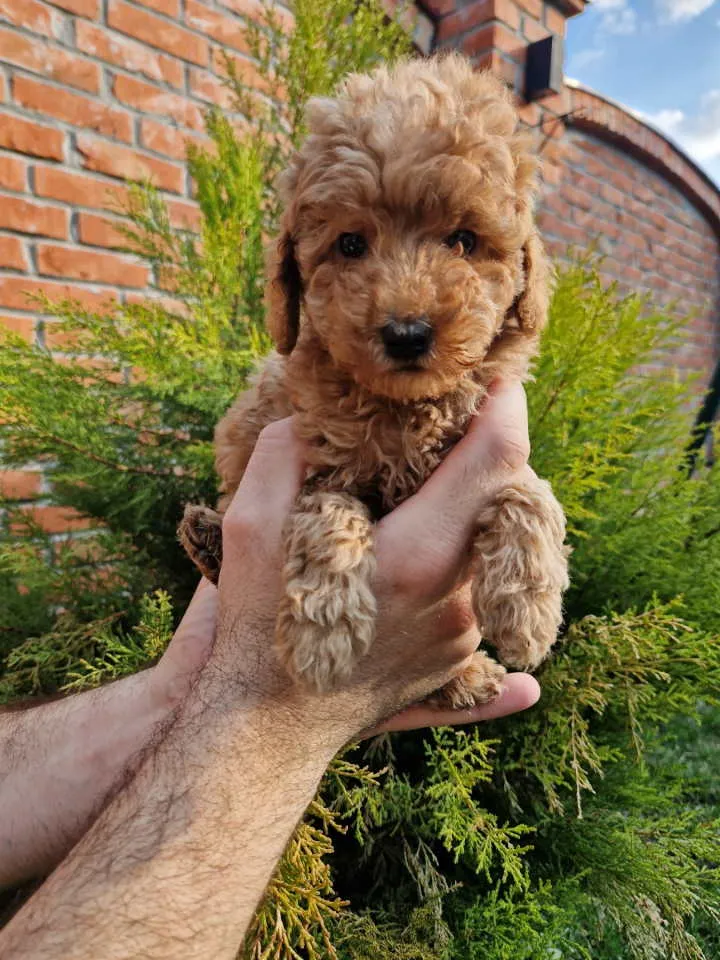 Pudla (patuljasta) na prodaju, Novi Sad (5)