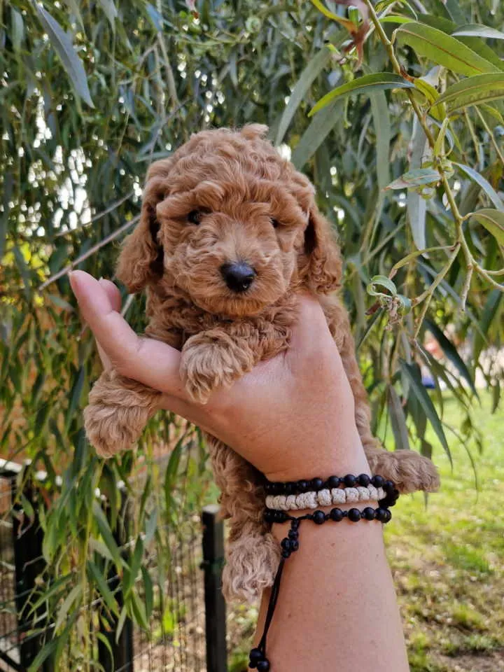 Pudla (patuljasta) na prodaju, Novi Sad