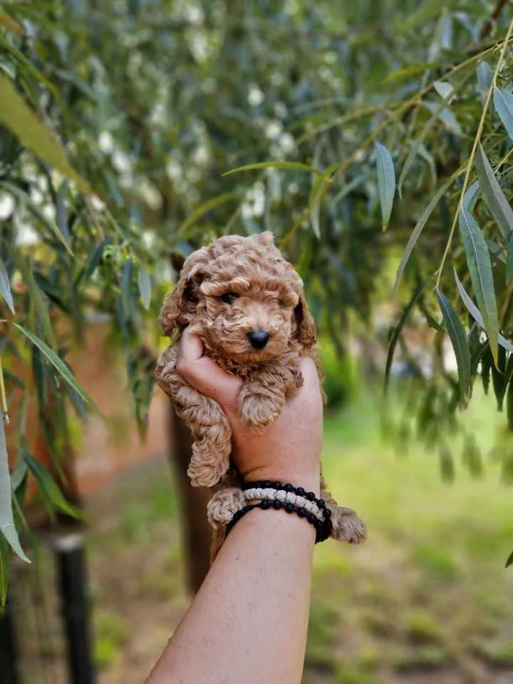 Pudla (patuljasta) na prodaju, Novi Sad (2)